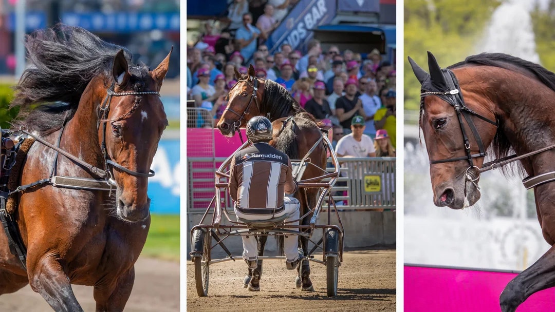 Tre bilder på en brun travhäst, bland annat under ett lopp med sulky och kusk samt porträttbilder i närbild.