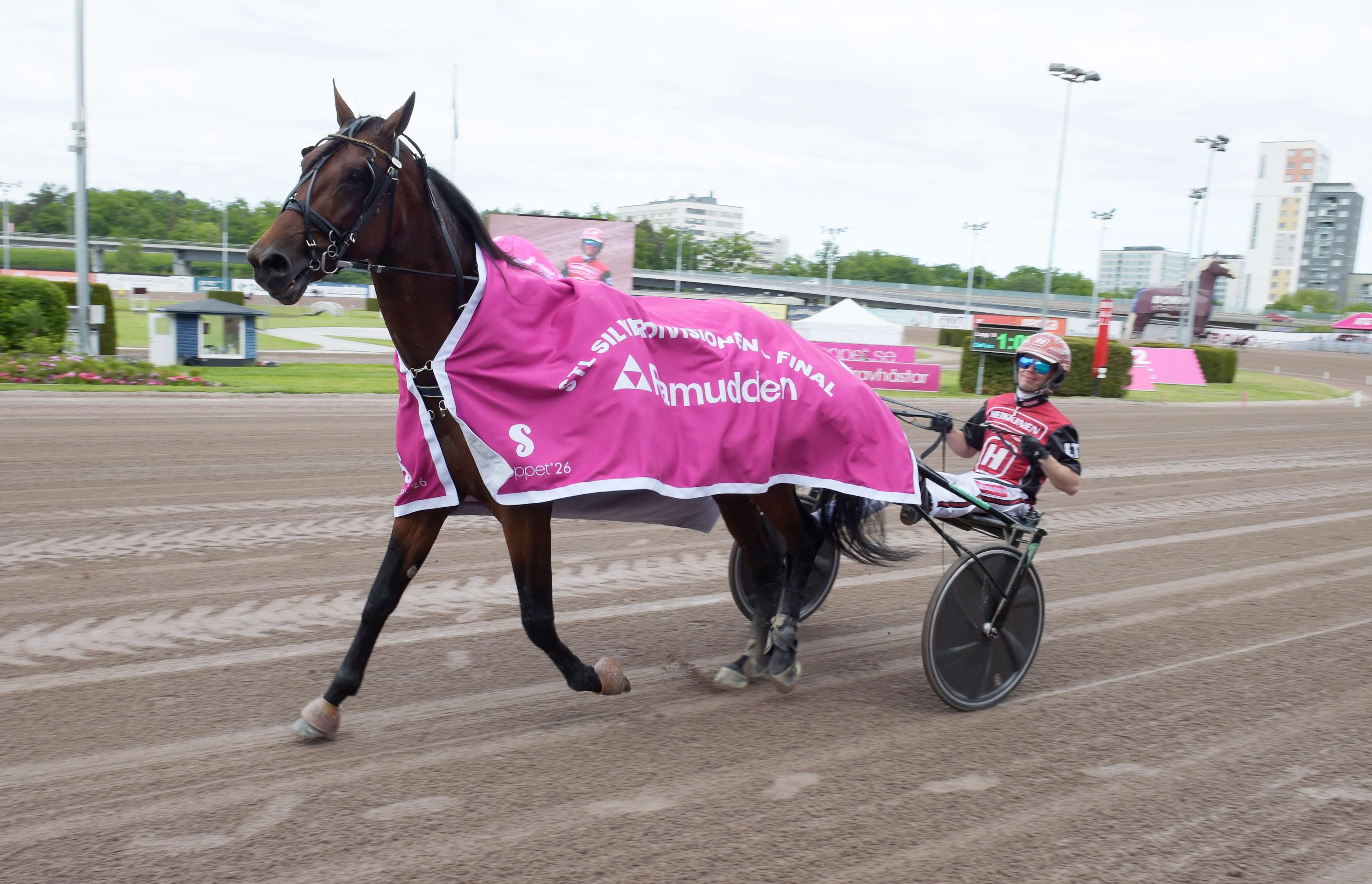 En travhäst med rosa segertäcke travar på en travbana, med en sulky och dess kusk bakom.