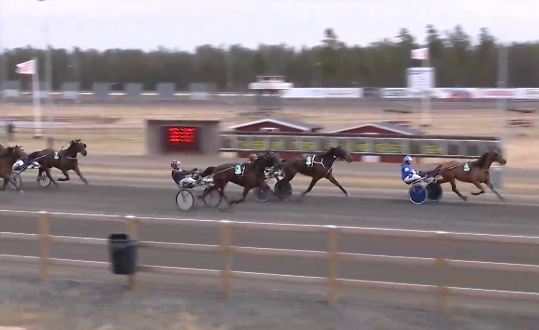 Hästar med kuskar i sulkyvagnar under ett travlopp på en travbana. Flera hästar springer sida vid sida på löpbanan med publikbyggnader och flaggor synliga i bakgrunden.