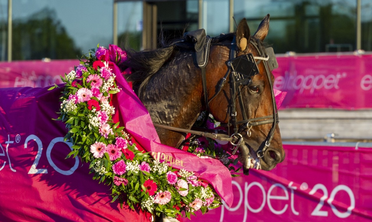 Dags att även lyfta fram våra äldre profilhästar
