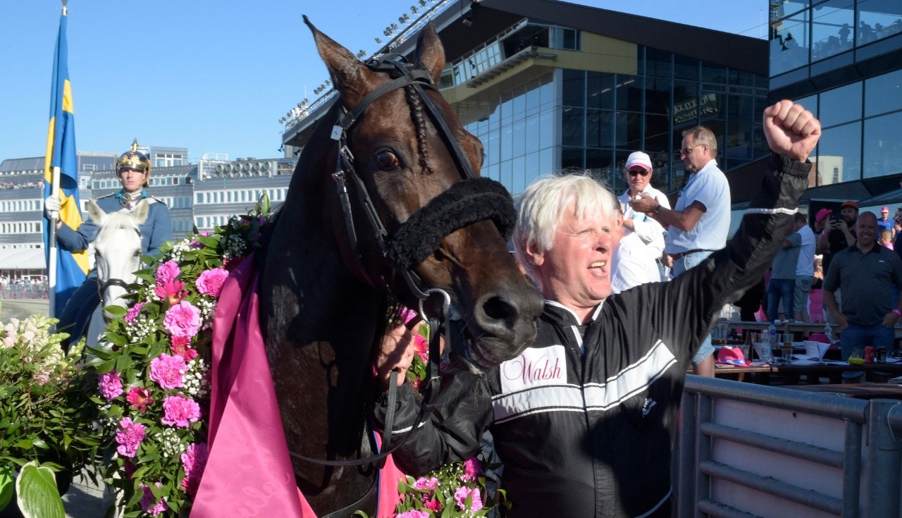 Ringostarr Treb tar sikte mot Prix d'Amérique - men det blir i så fall hästens sista start. Foto: Leif Norberg, ALN