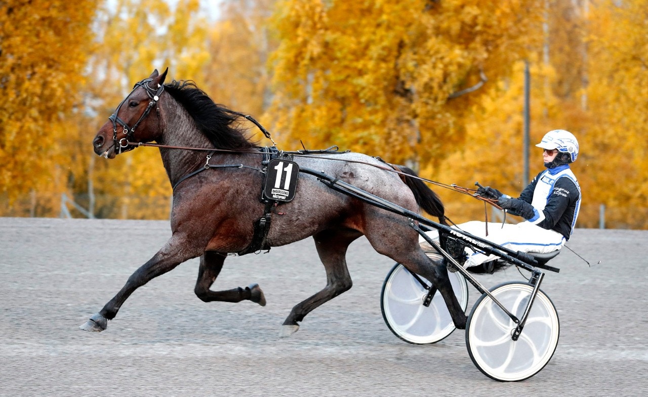 Bergsåker/Solvalla 20 november: Coal Trader inleder!