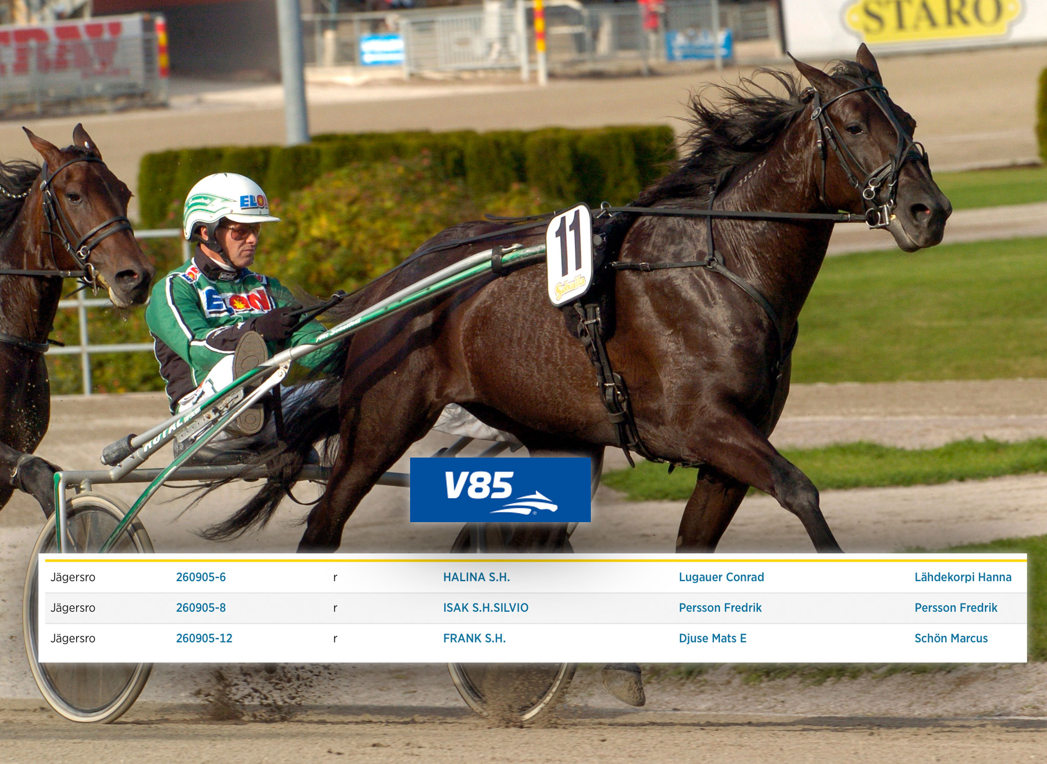 En travhäst med kusks i lätt vagn under ett lopp. Hästen är mörkbrun och kusken bär grön och vit tävlingstäckare. I bakgrunden syns travbanan med sponsorskyltar och åskådare.