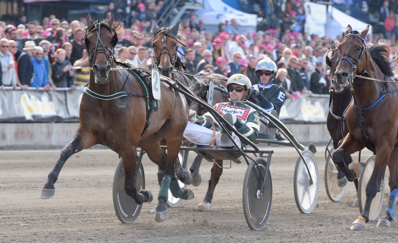 Pinkman i Fyraåringseliten under Elitlopps-helgen 2016. Foto: Leif Norberg, ALN
