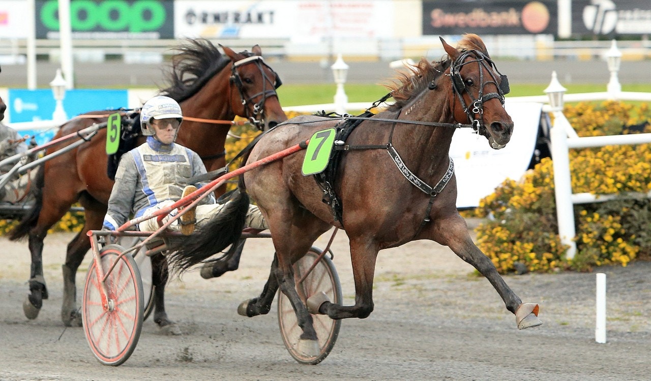 From the Mine prisad - nu hoppas man på Elitloppet