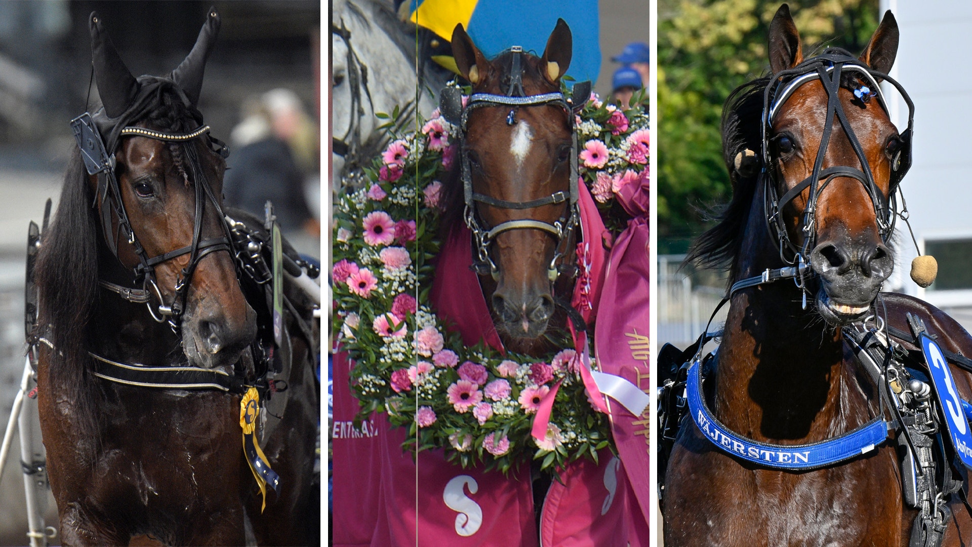 Startlistan klar – Go On Boy den klara favoriten