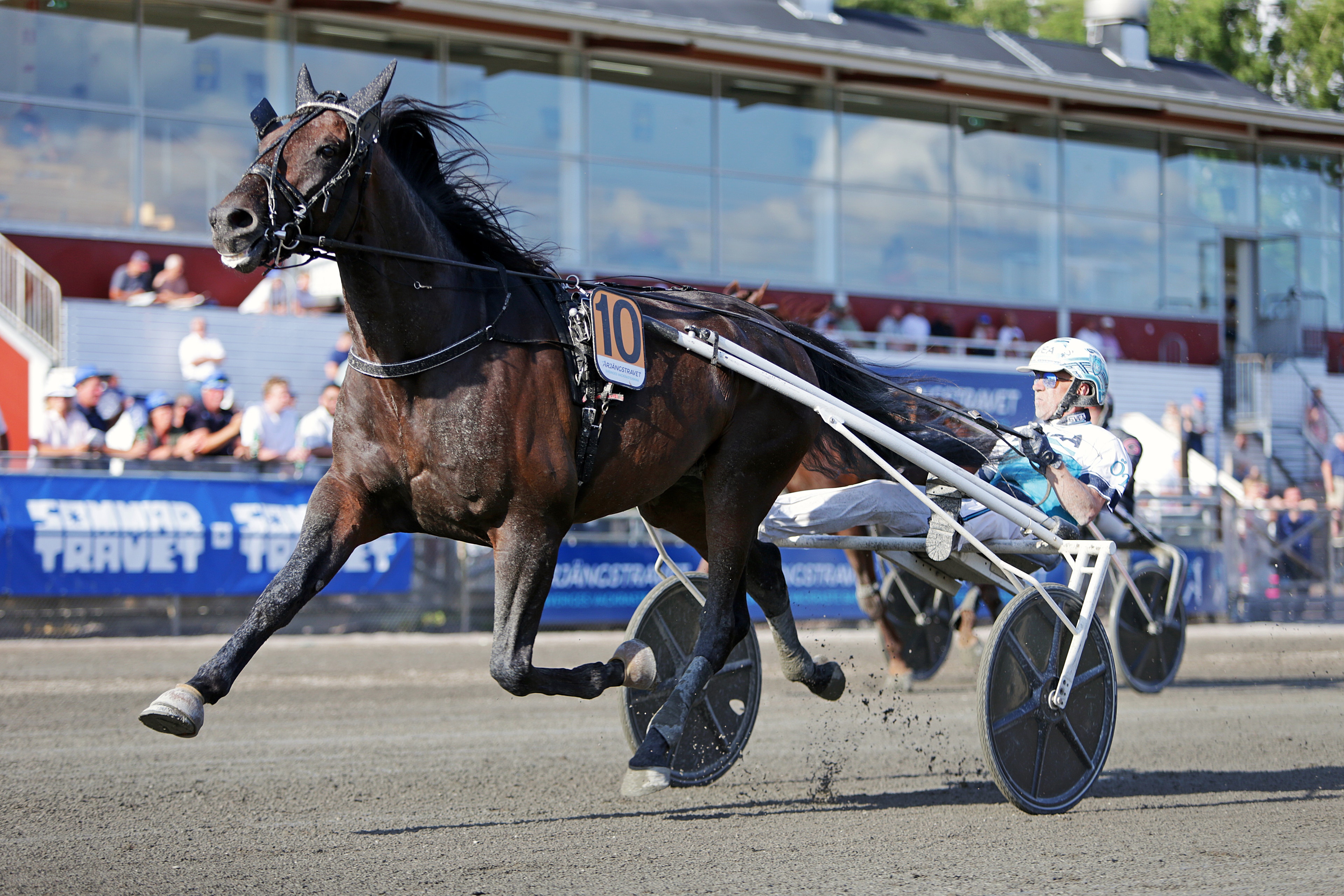En brun häst i full trav med sulky och kusken på en travbana under en tävling.