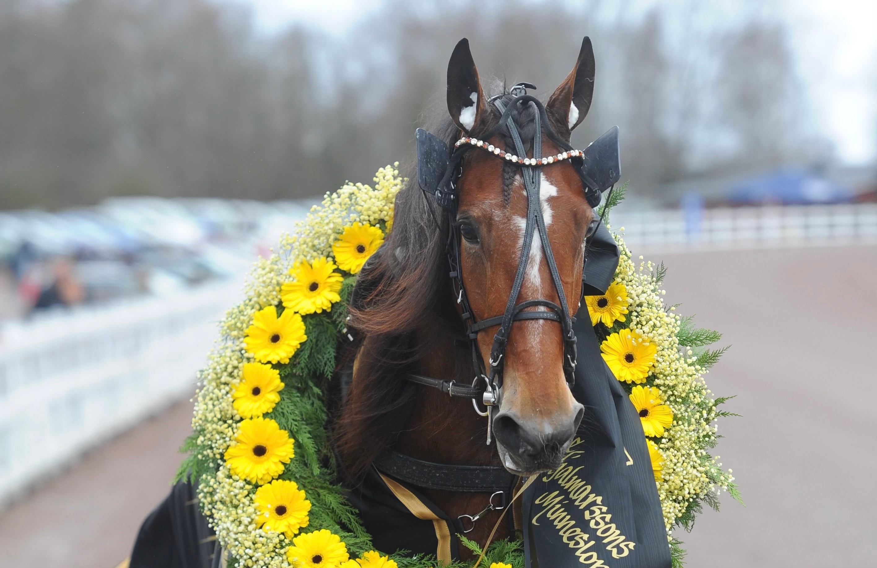 Superstoet klar för Elitloppet