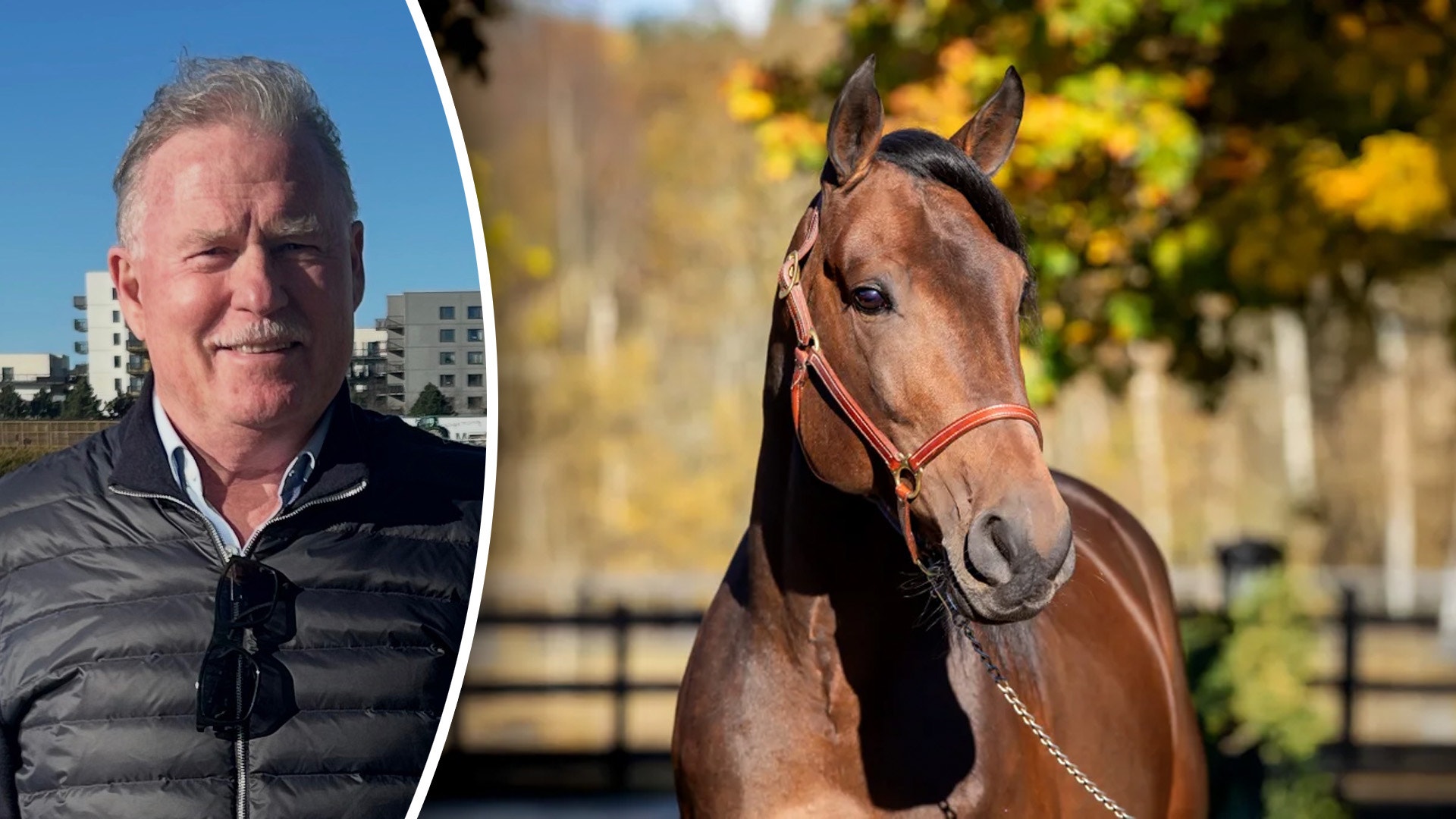 Justice första avkommor på auktion: “Spänt”