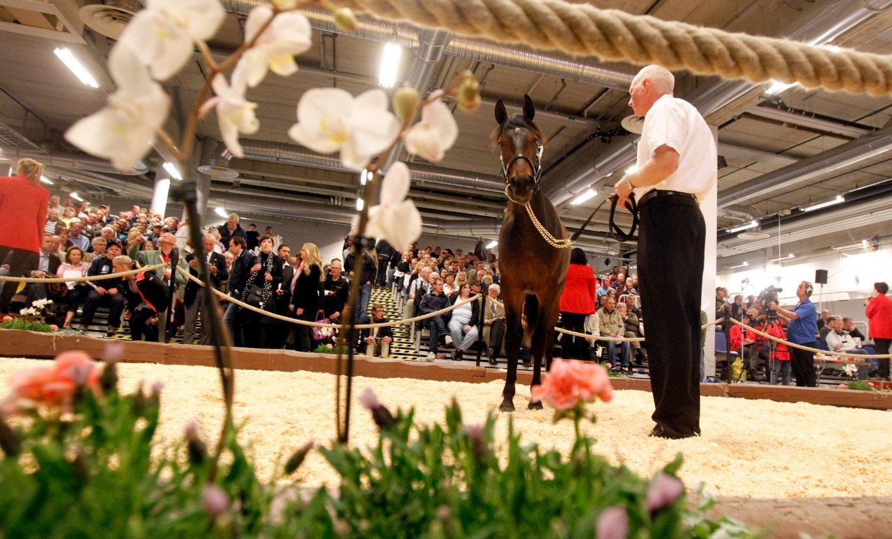 Alla tiders auktionsrekord slog när två ettåringar gick för en miljon dollar eller mer i Lexington. Genrebild: Micke Gustafsson, ALN