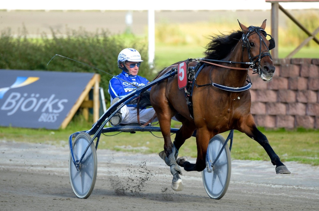 Seismic Wave travade 1.08,5 i USA i fjol. Nu vann valacken Sverige-debuten. Foto: Martin Langels, ALN