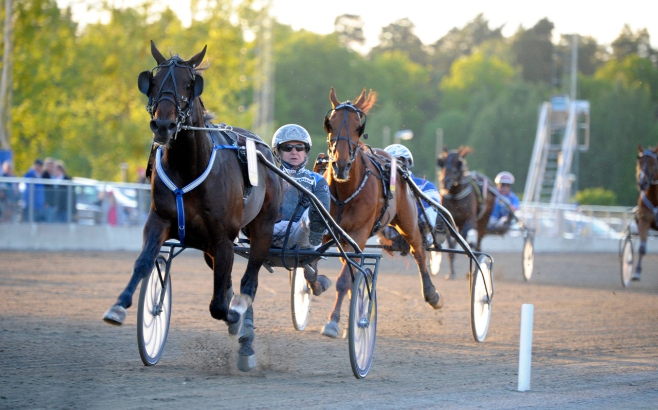 Cash Gamble slutar tävla - och blir avelshingst på svensk mark. Foto: Martin Langels, ALN