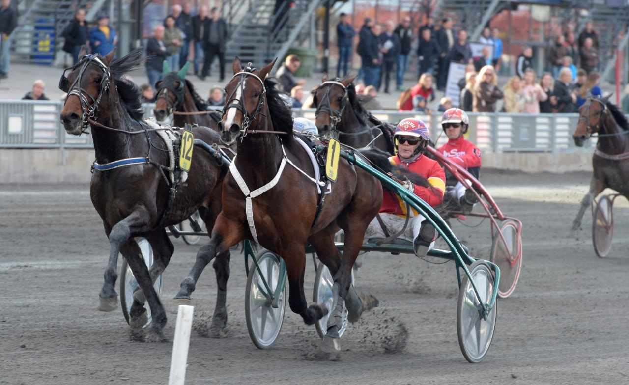 Topptreåringen Fort Knox är tillbaka på startlinjen. Foto: ALN