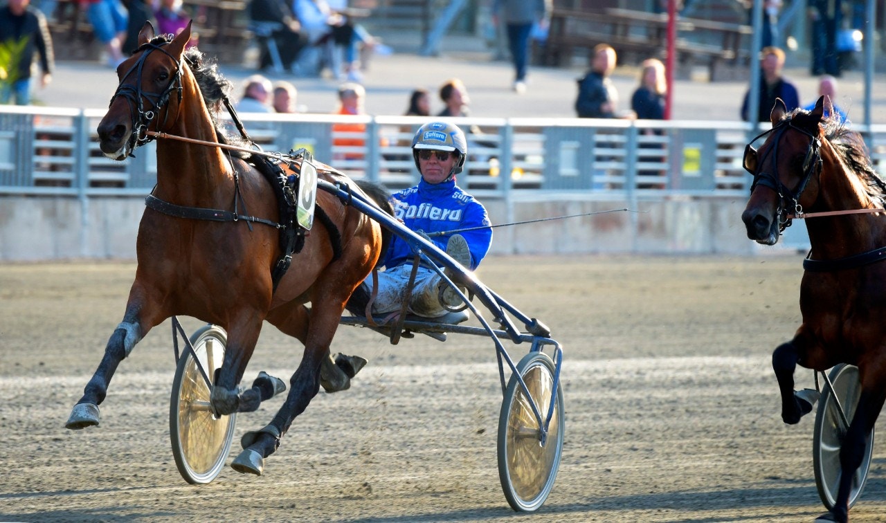 Obesegrade fenomenet Ecurie D. ska brottas med Power i Ina Scots Ära. Foto: Martin Langels, ALN
