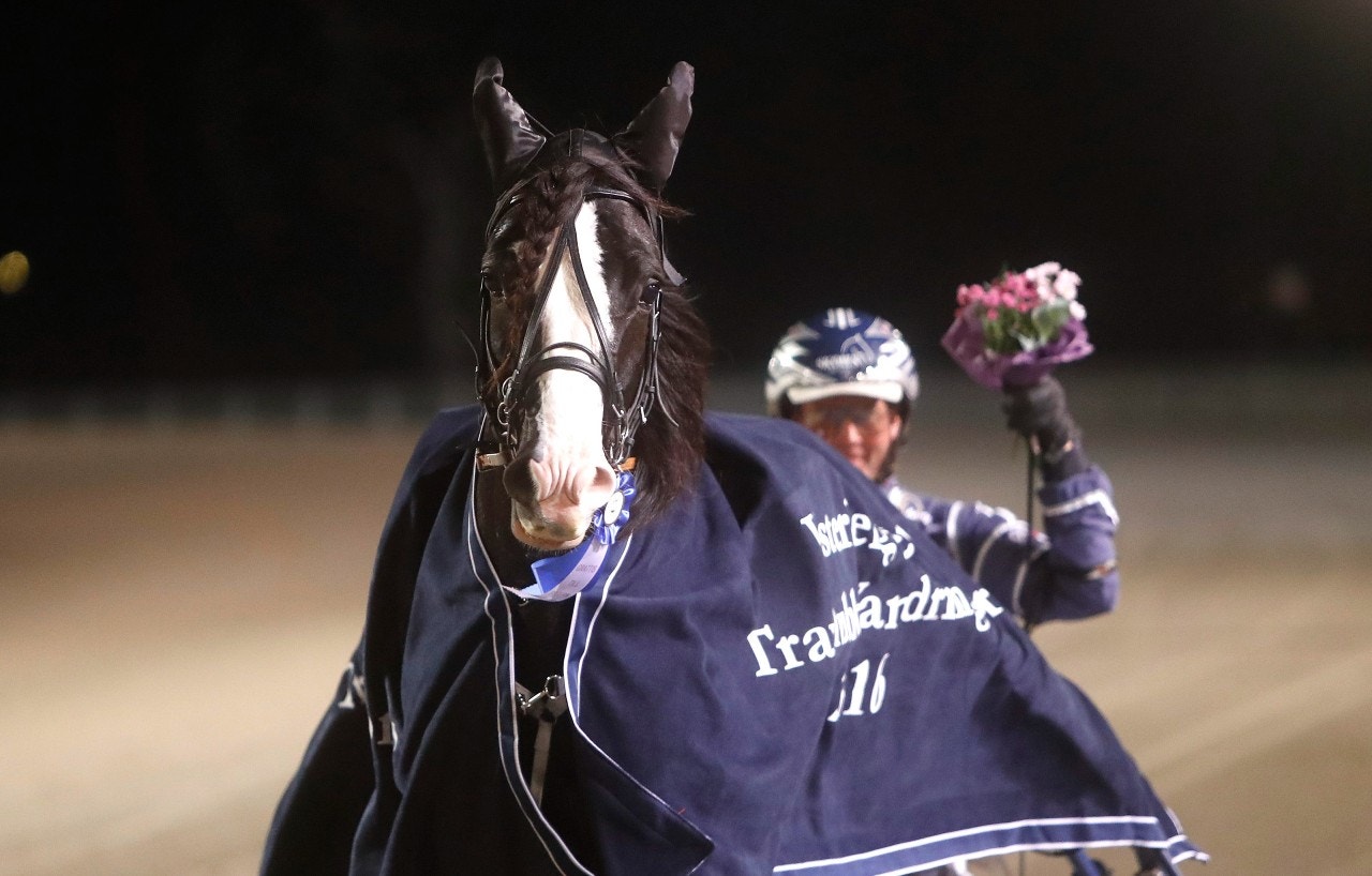 Tekno Odin kan numera kalla sig Elithingst. Foto: Micke Gustafsson, ALN