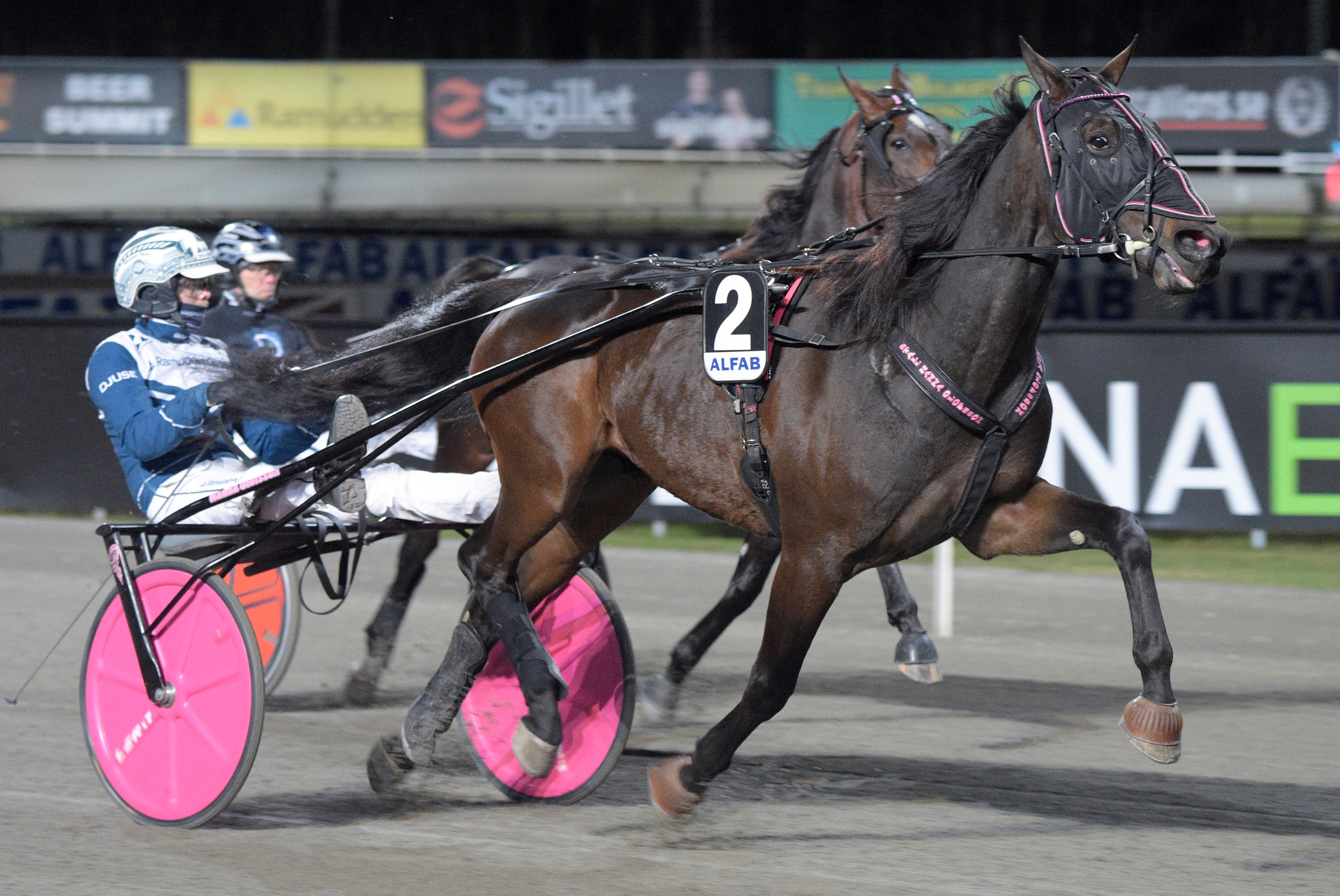 CHOCKEN: Hannas drömhäst avlivad 