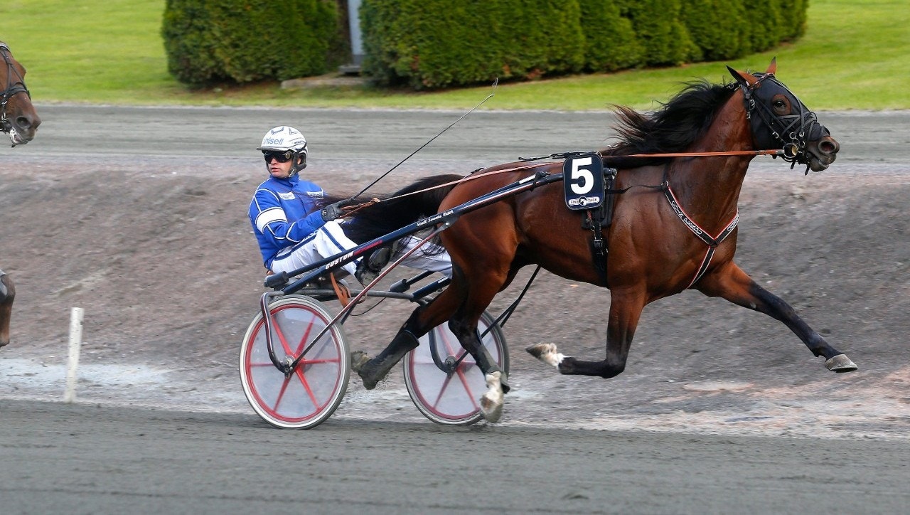 Coin Perdu testades i ett banjobb på Solvalla. Foto: ALN