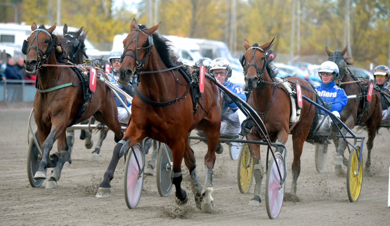Bergsåker/Solvalla 19 februari: Vi räknar med att Cesar städar av allt!