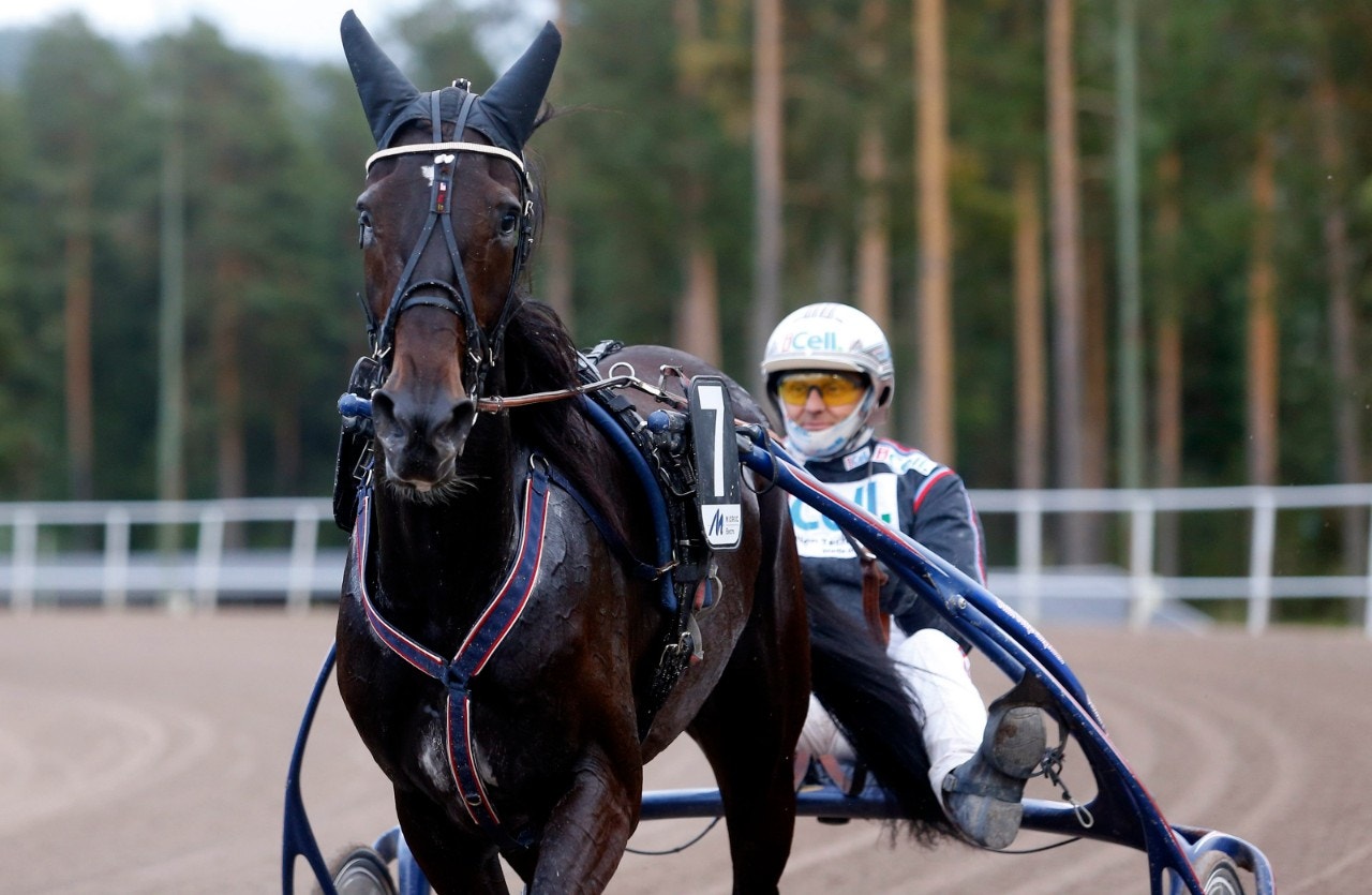 Admiral As är opererad för lösa benbitar. Foto: Hanold, ALN