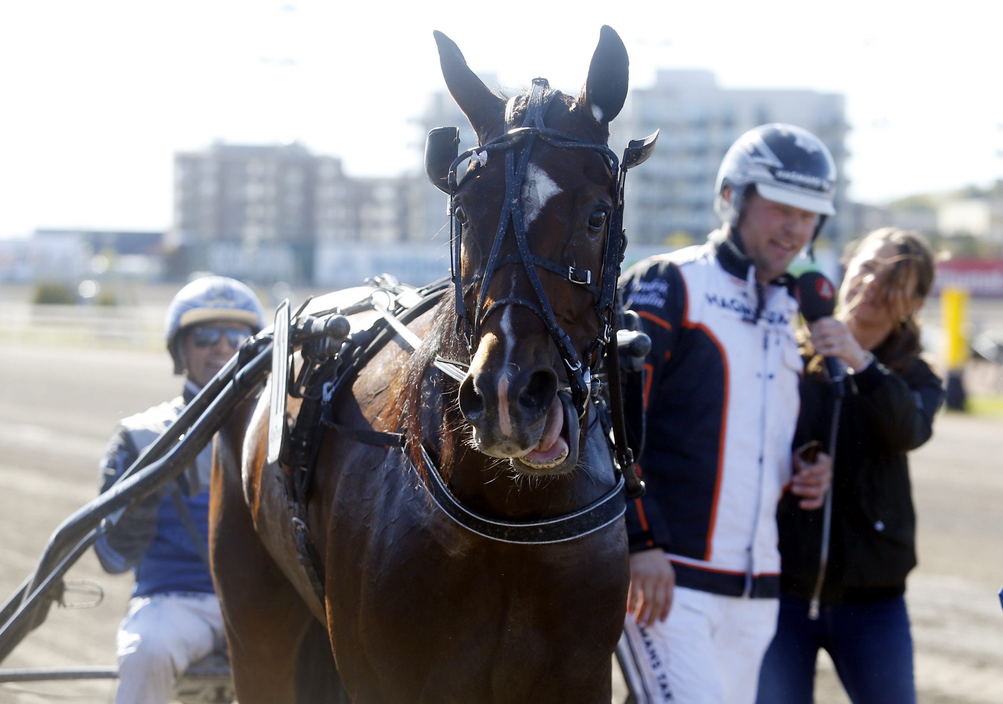 Drottningpokals-vinnaren Activated är tillbaka när det vankas kval till Stochampionatet. Foto: Hanold, ALN
