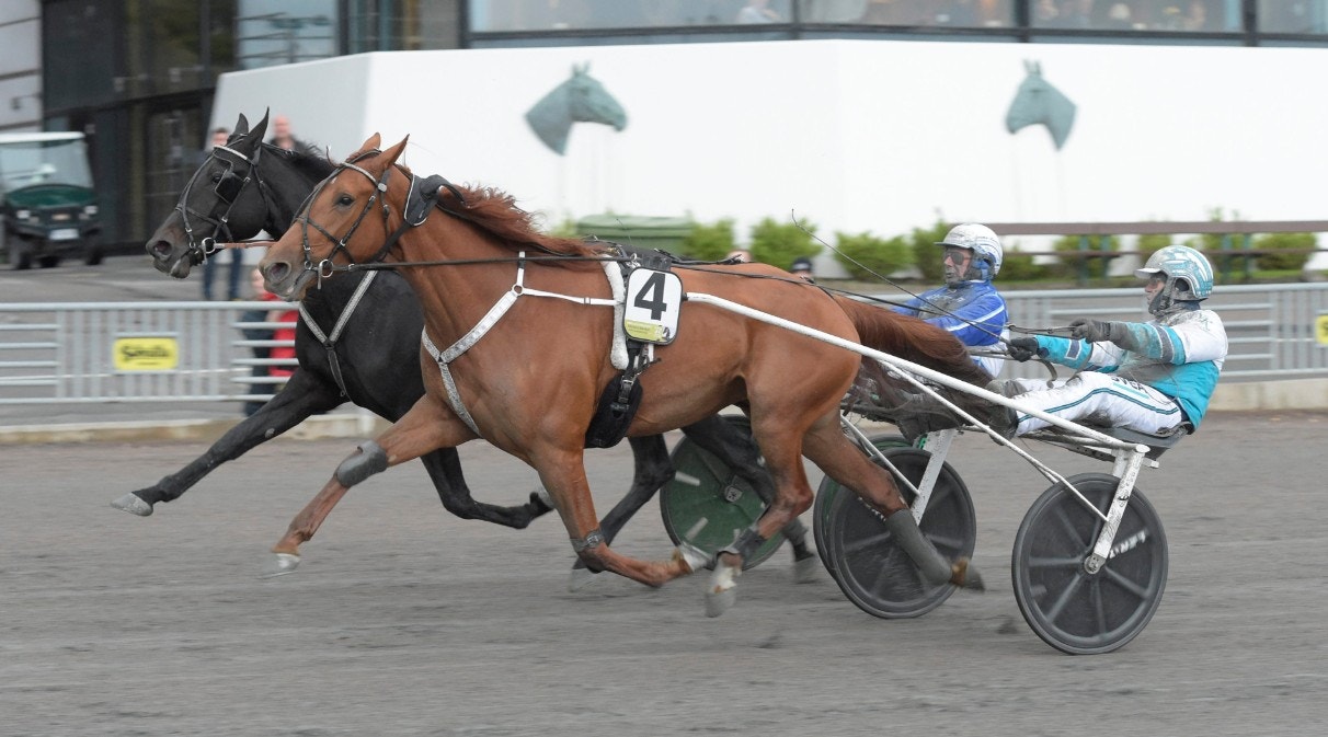 Conrads Rödluva var en av flera imponerande vinnare när Breeders Crown-semifinalerna kördes på Solvalla. Foto: Leif Norberg, ALN