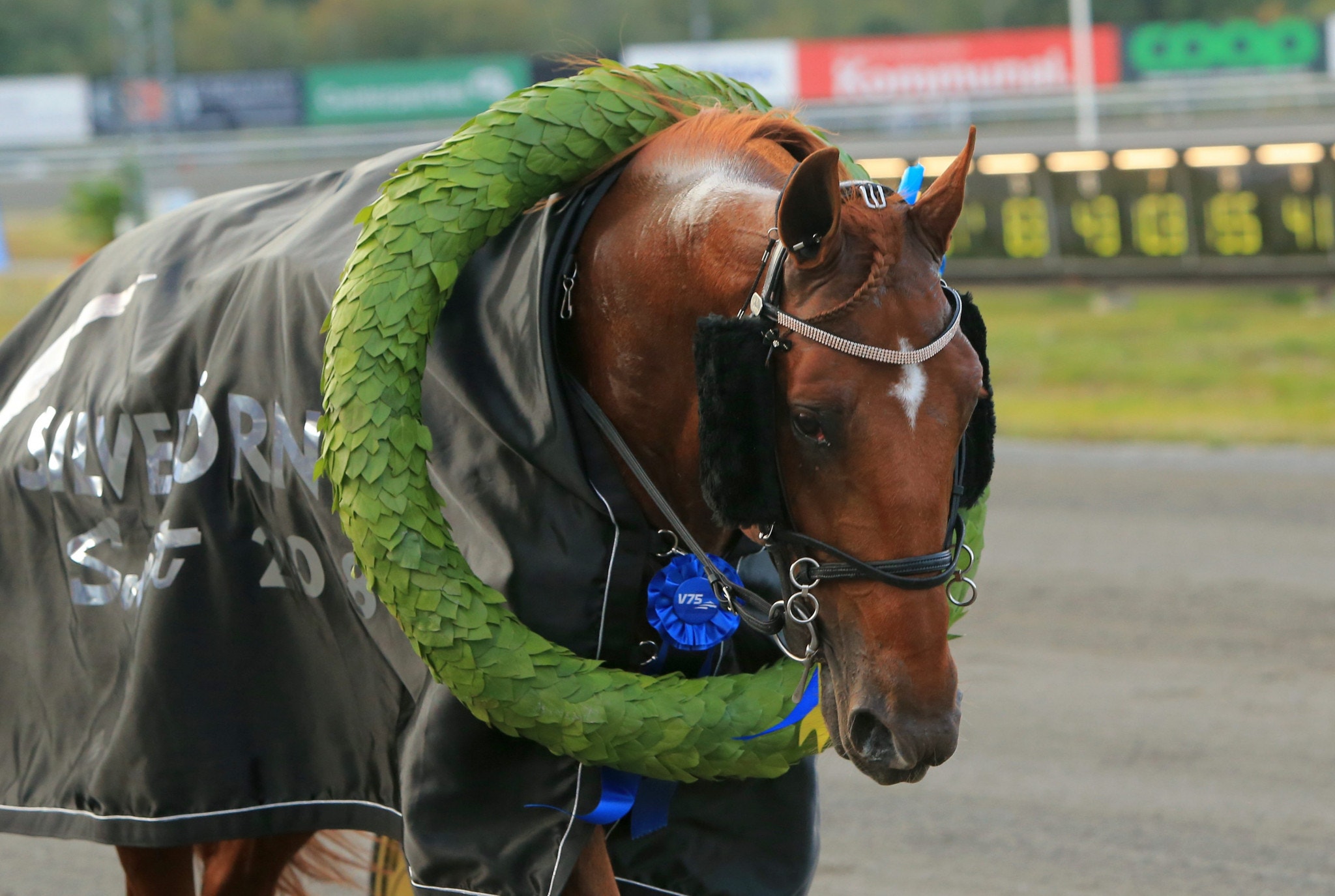 Dreammoko får stå över Silverörnen. Foto: Berth Brandell, Girlpower/ALN