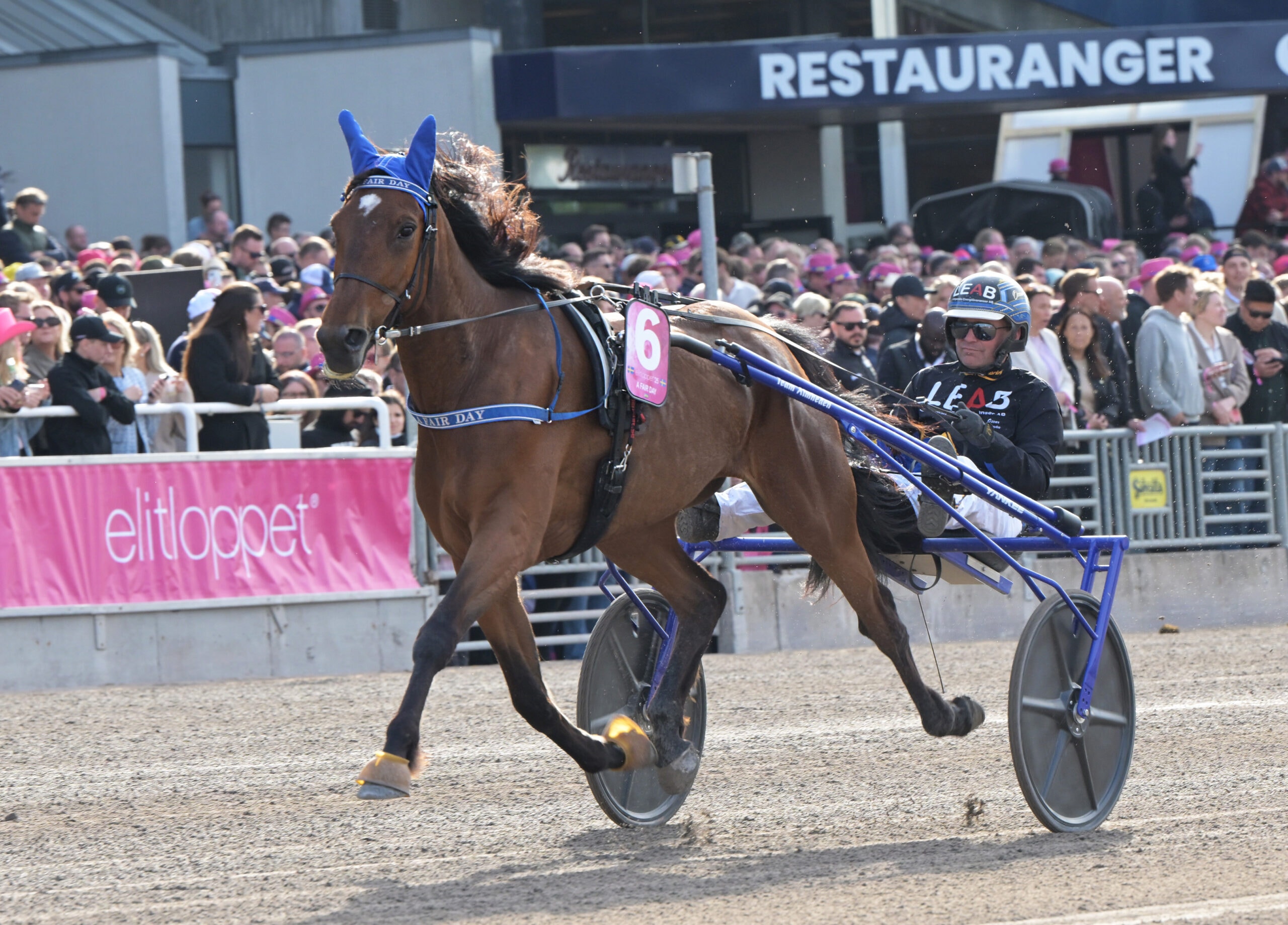 En brun trotting-häst med blå utrustning och kusken i en blå vagn under ett lopp. Publiken står längs banan och tittar på tävlingen.