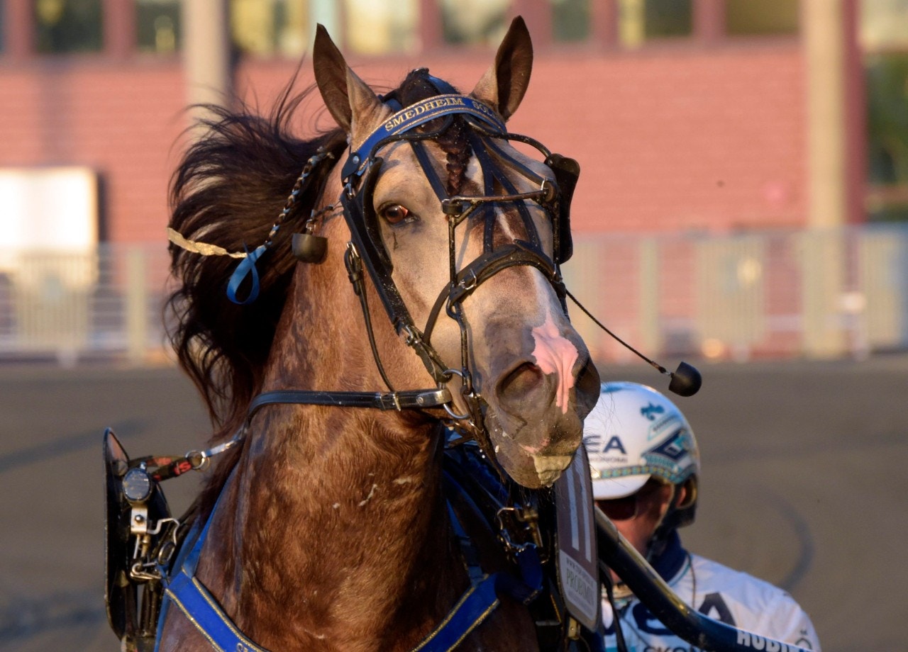 Smedheim Solan är en av deltagarna i Nordiskt Mästerskap. Foto: Martin Langels, ALN
