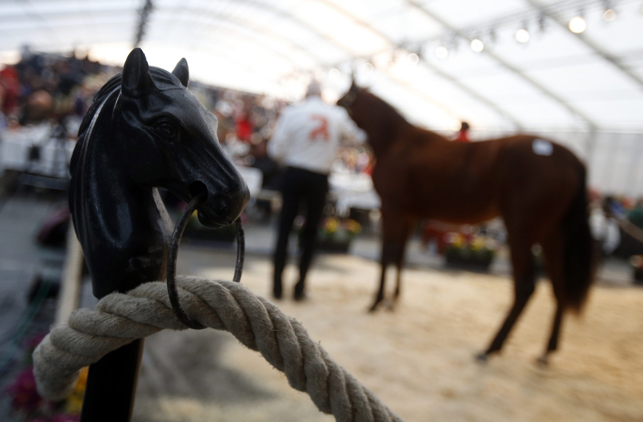 Kolgjini Sale: 2,2 miljoner för Muscle Hill-hingst