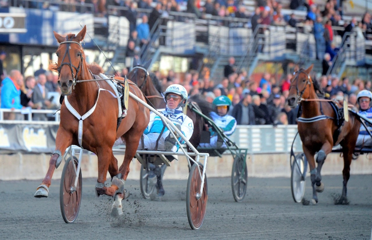 Conrads Rödluva är en av favoriterna när det drar ihop sig till Stochampionatet på Axevalla. Foto: ALN