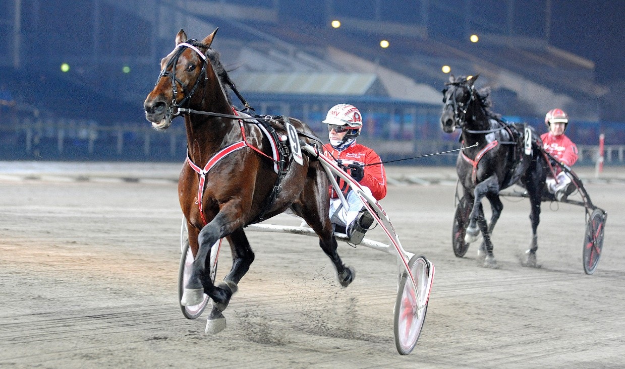 Breeders Crown i USA i höst är ett möjligt mål för Campo Bahia. Foto: Jörgen Tufvesson, ALN