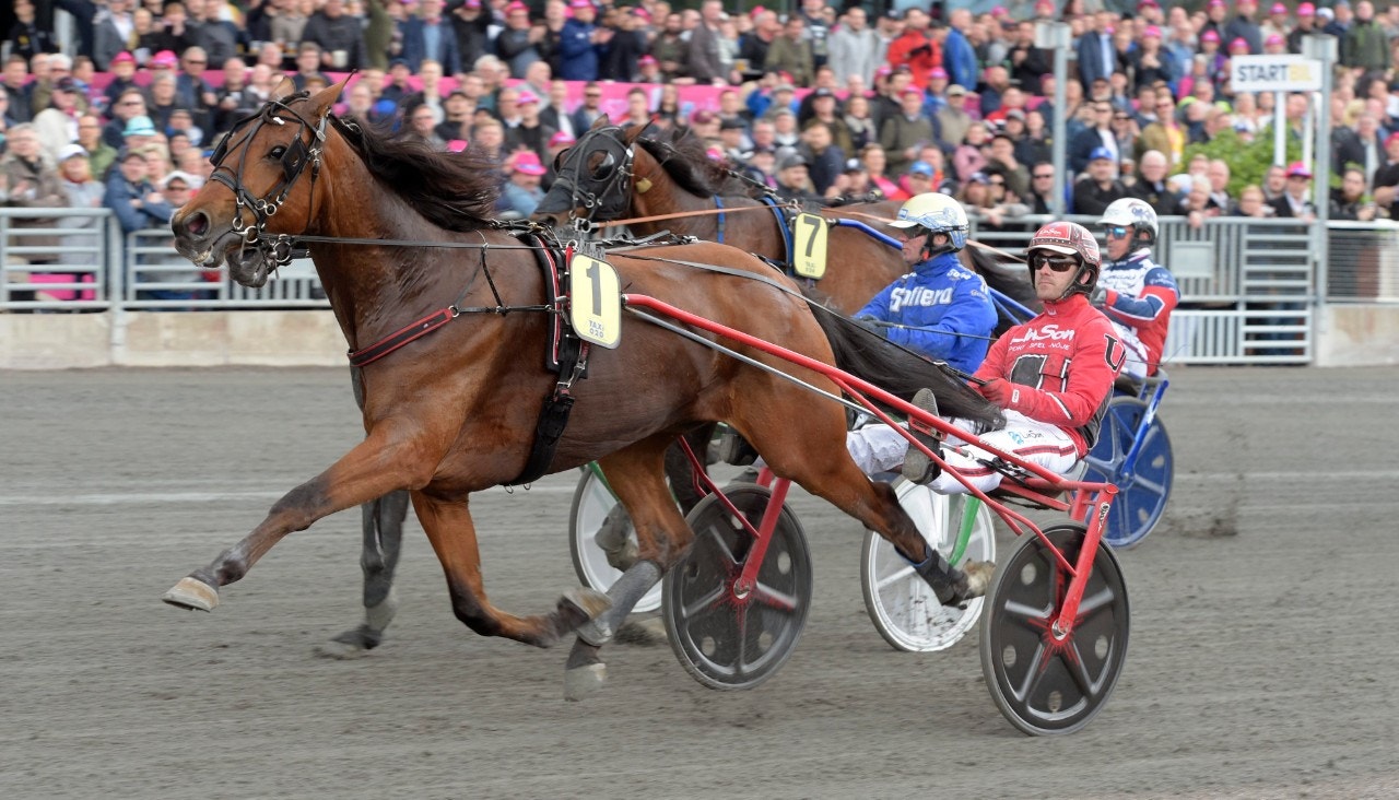 Cyber Lane är en av hästarna klara för Hugo Åbergs. Foto: Leif Norberg, ALN